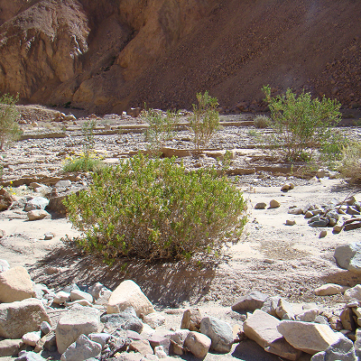 Pica a la Cordillera