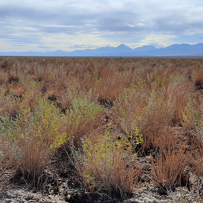 Salar Atacama